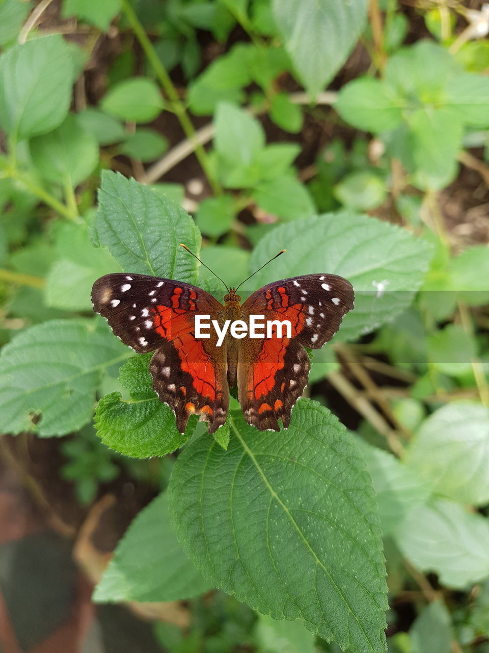 CLOSE-UP OF BUTTERFLY ON LEAF