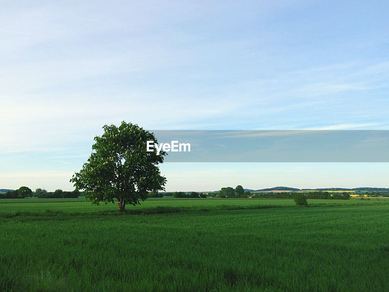 Tree growing on grassy field against sky