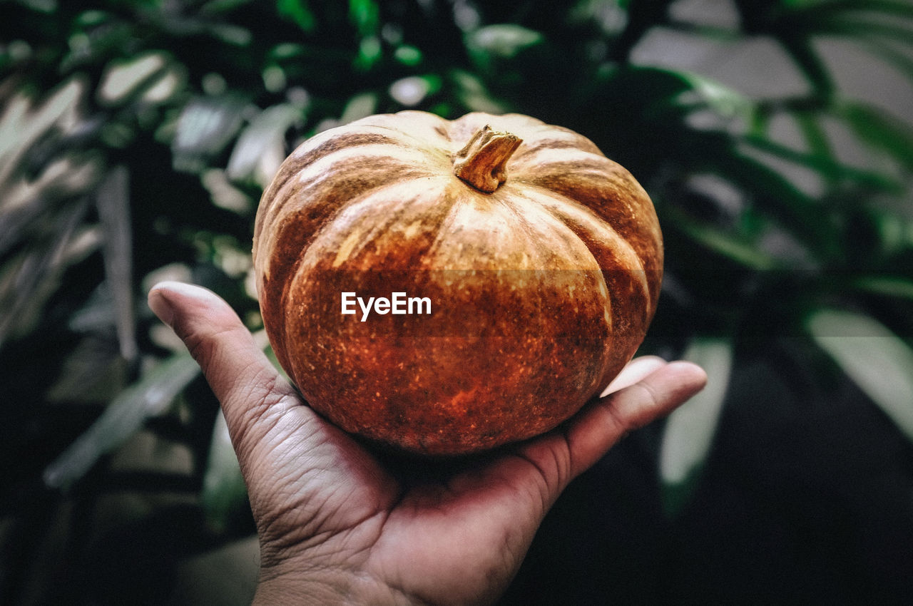 Close-up of hand holding pumpkin