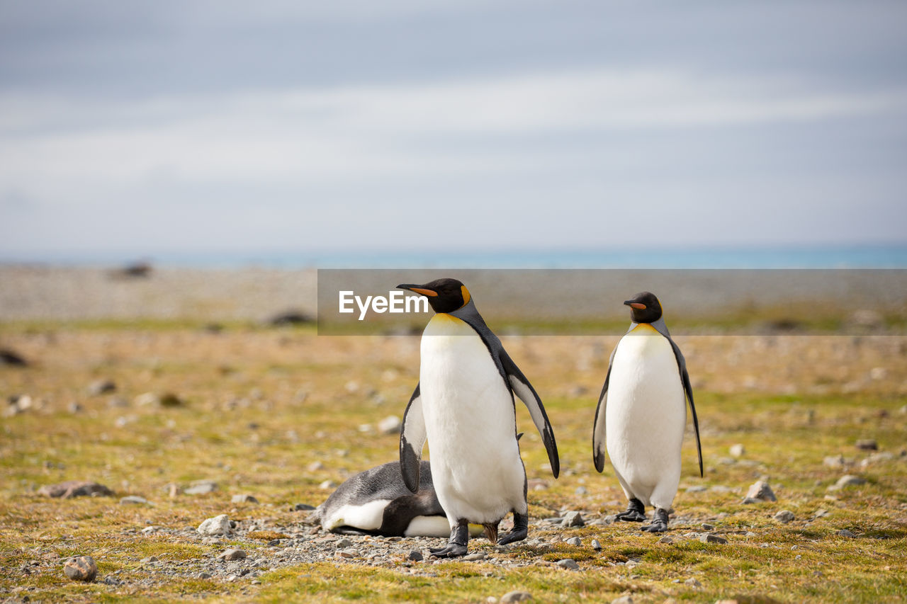 Penguins walking on field