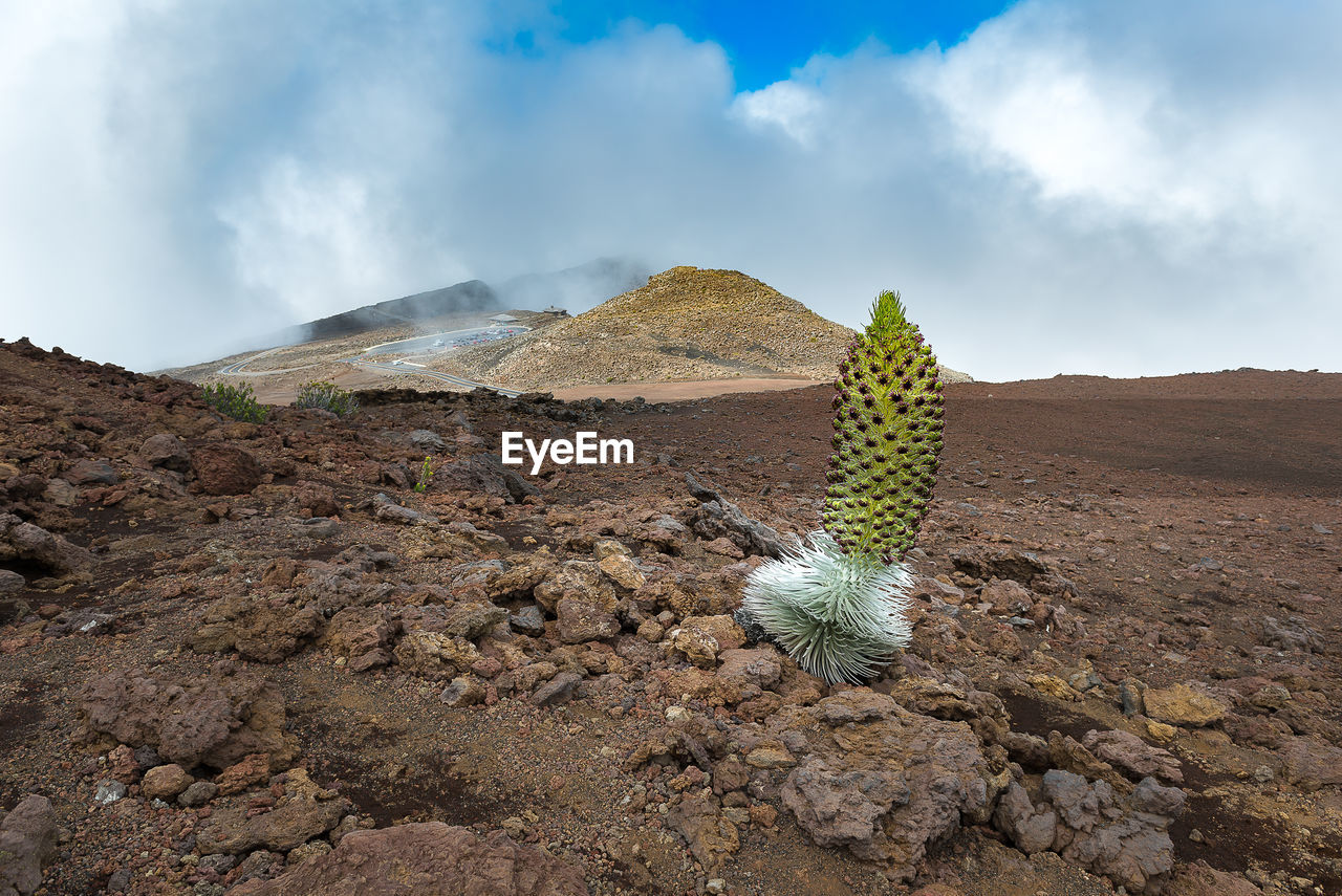 CACTUS PLANT GROWING ON ROCK