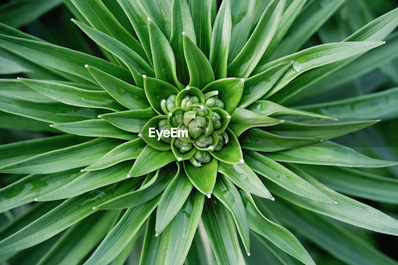 Green flower background. lily green buds. summer poster or wallpaper. top view of flower. 