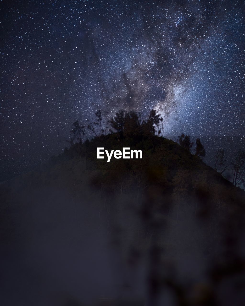 Low angle view of trees against sky at night