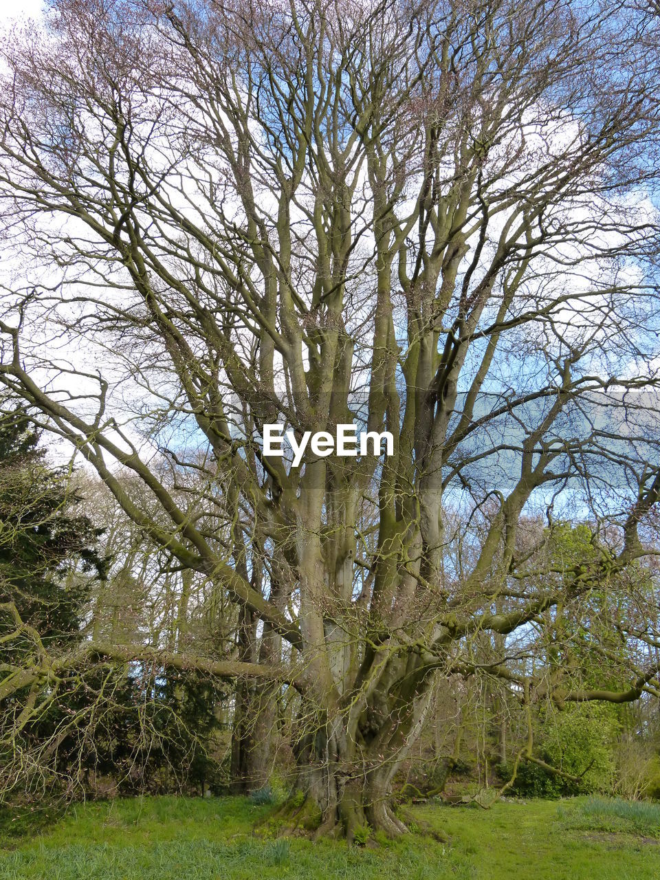 VIEW OF TREES ON LANDSCAPE