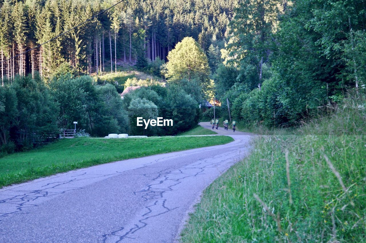 VIEW OF TREES IN FOREST