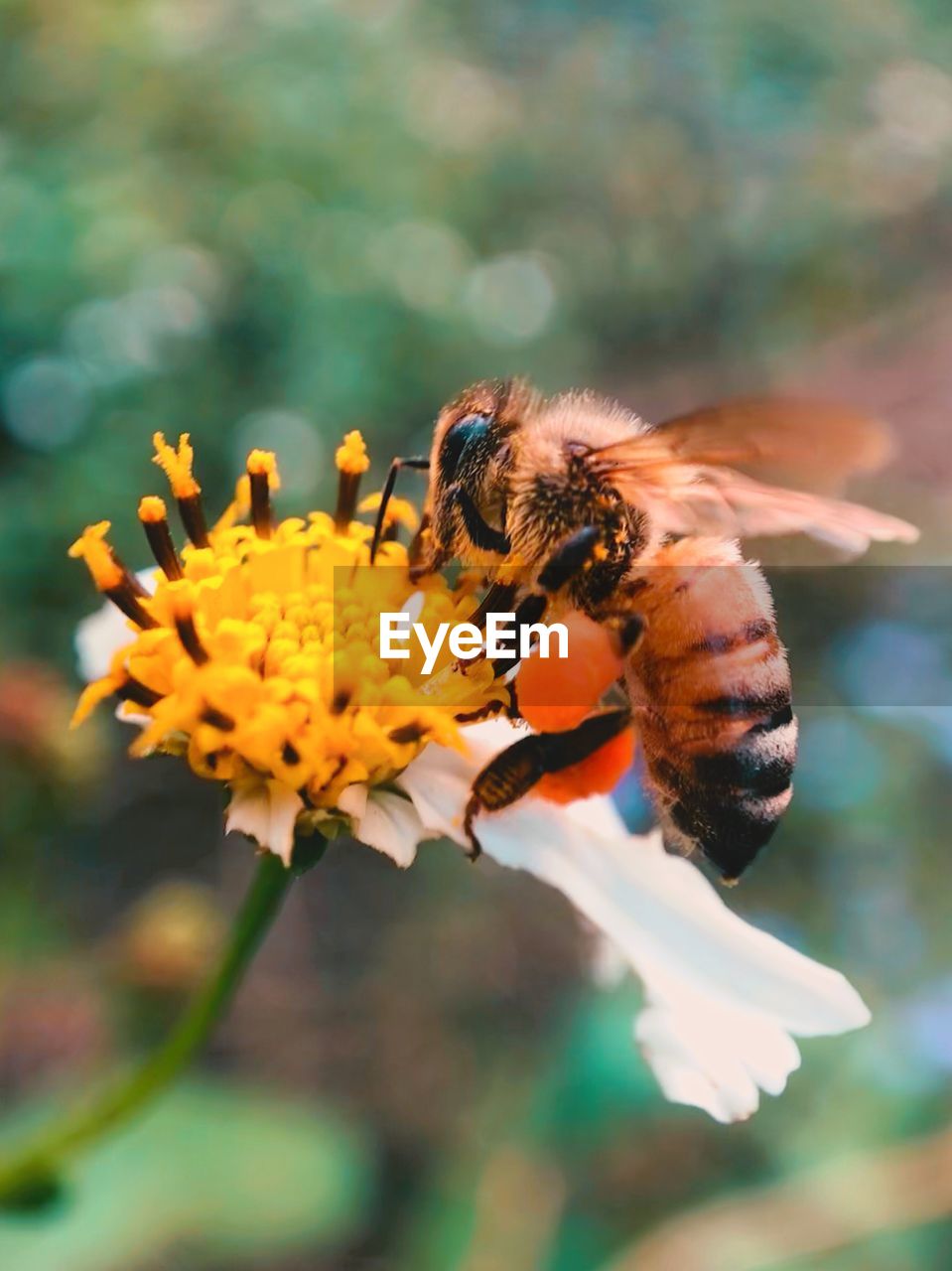 CLOSE-UP OF BEE ON FLOWER