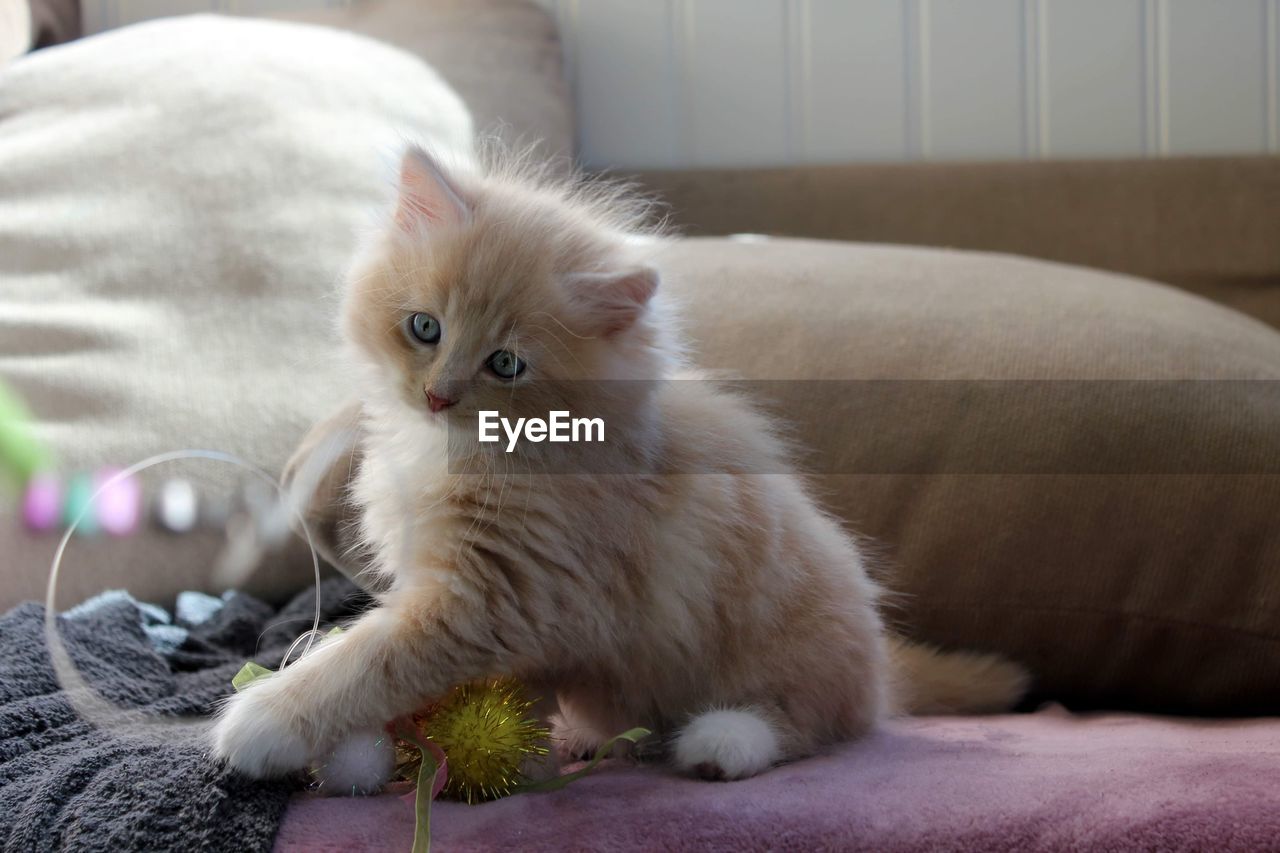 A little furry siberian cat kitten 