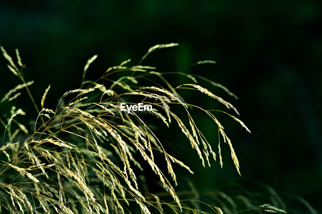 grass, green, plant, growth, nature, sunlight, branch, no people, beauty in nature, leaf, focus on foreground, land, field, outdoors, close-up, agriculture, crop, landscape, cereal plant, flower, environment