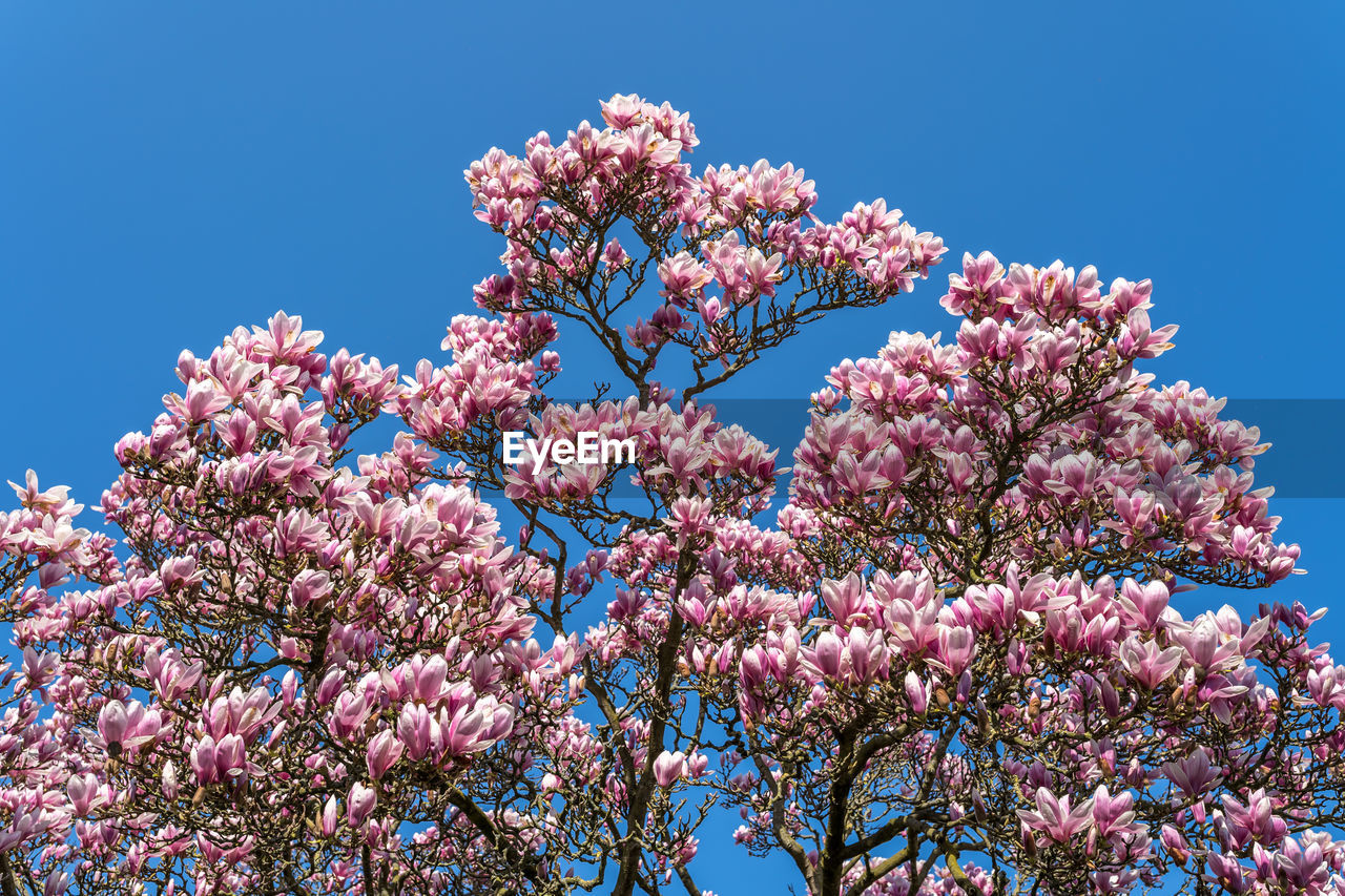 Low angle view of cherry blossom tree against blue sky