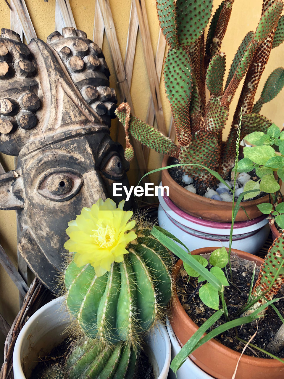 HIGH ANGLE VIEW OF POTTED CACTUS