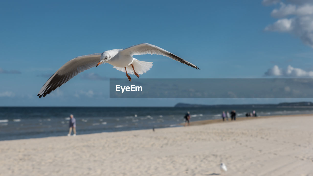 Close-up of seagull flying at beach against sky