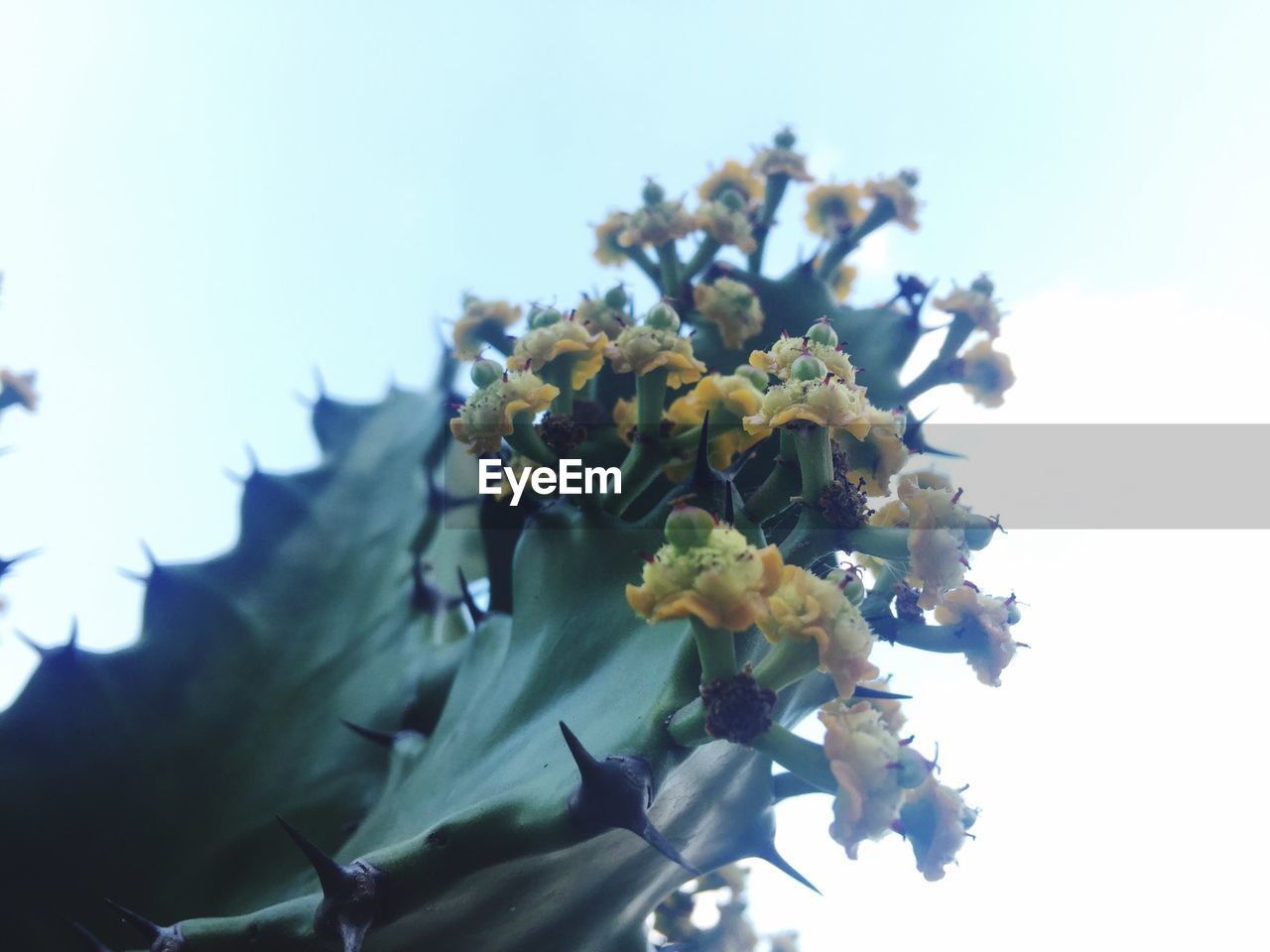 CLOSE-UP OF FRESH FLOWERS AGAINST SKY