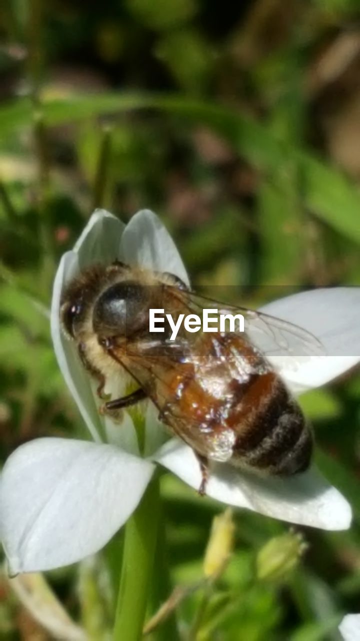 CLOSE-UP OF INSECT ON PLANT