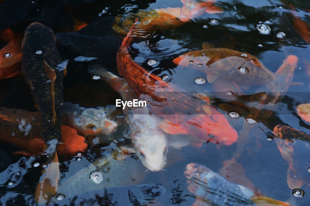 Close-up of fish in pond