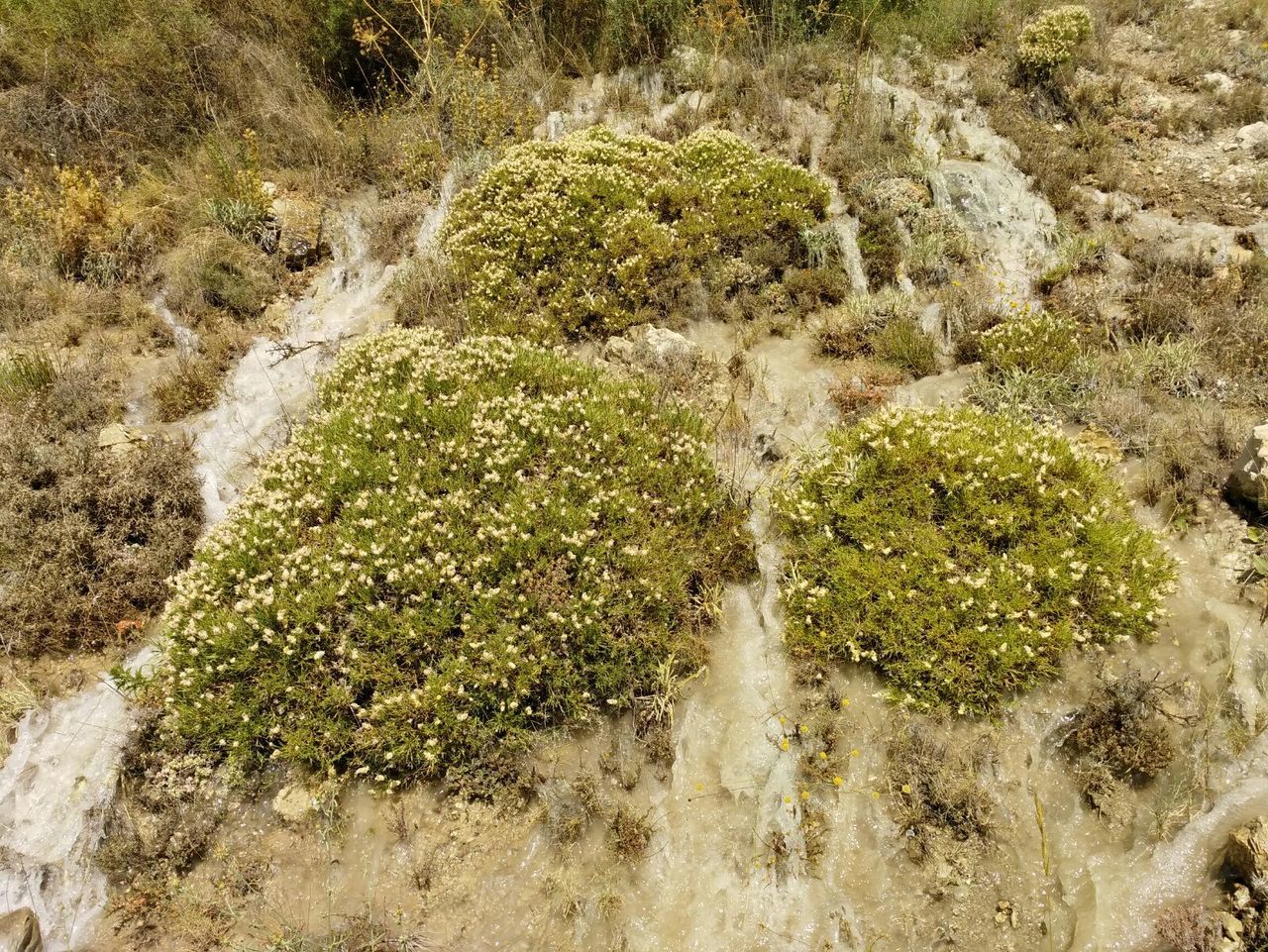 HIGH ANGLE VIEW OF WATERFALL ALONG TREES IN FOREST