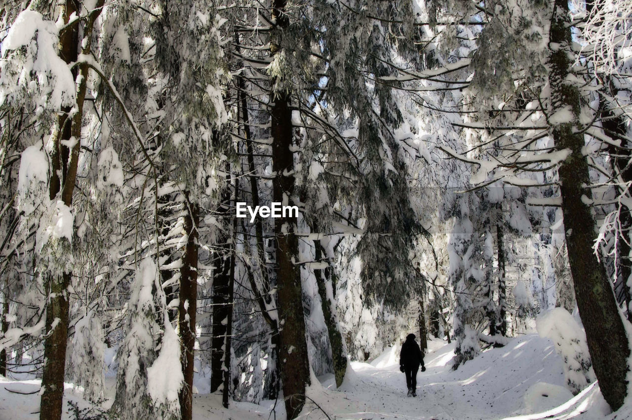 VIEW OF BARE TREES IN SNOW