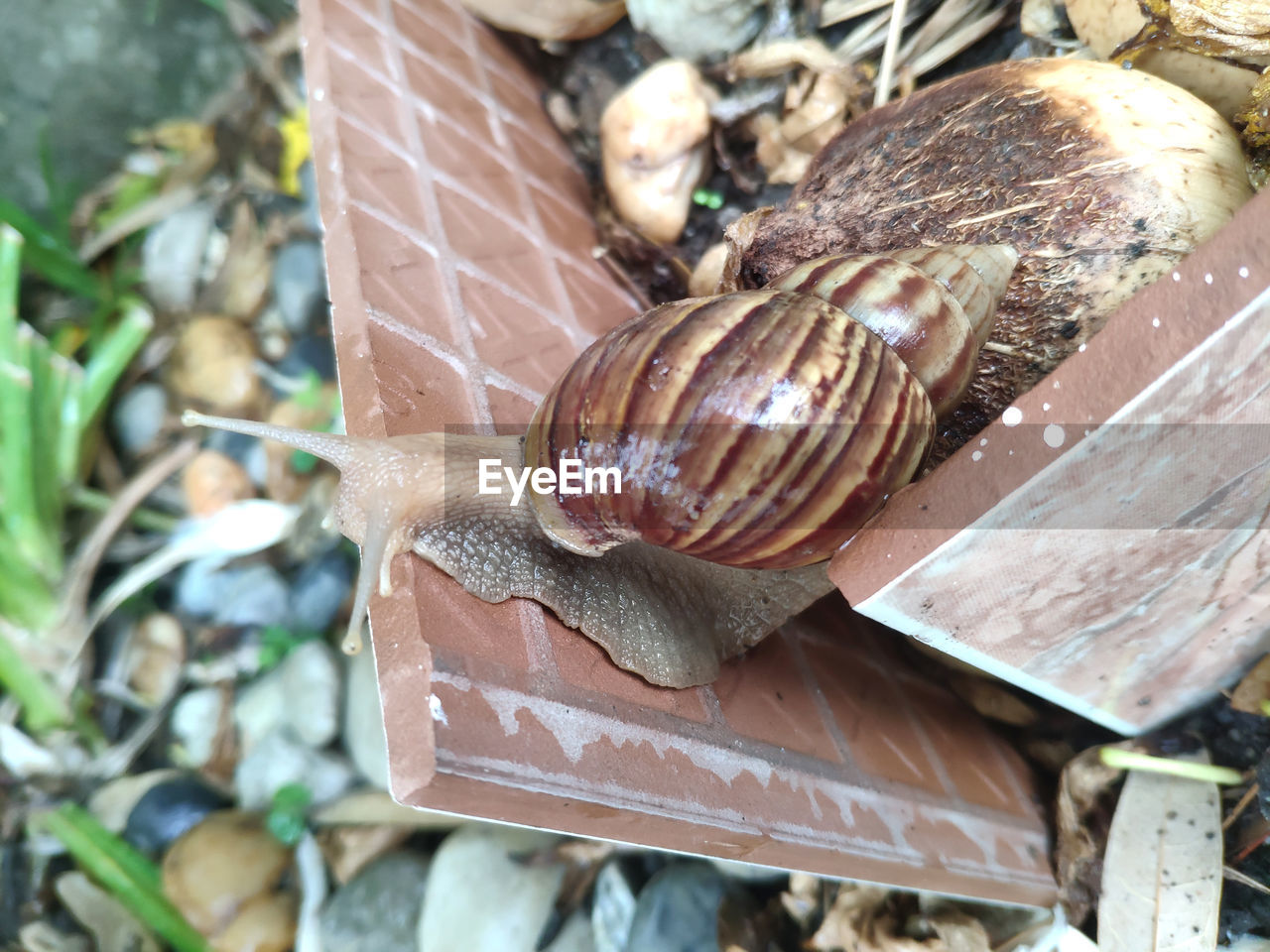 CLOSE-UP OF SNAIL