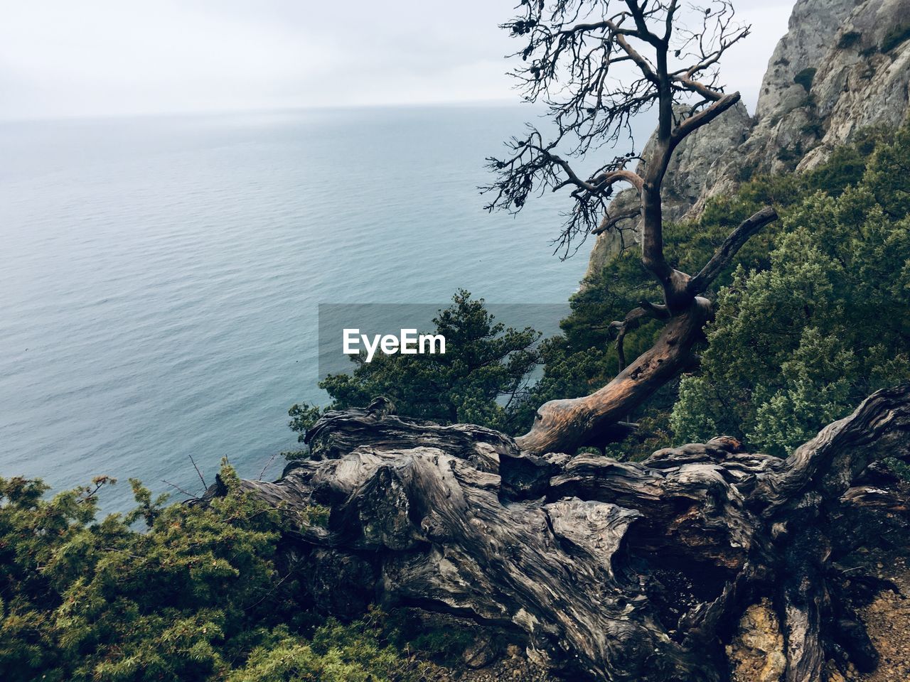 Driftwood on tree trunk by sea against sky