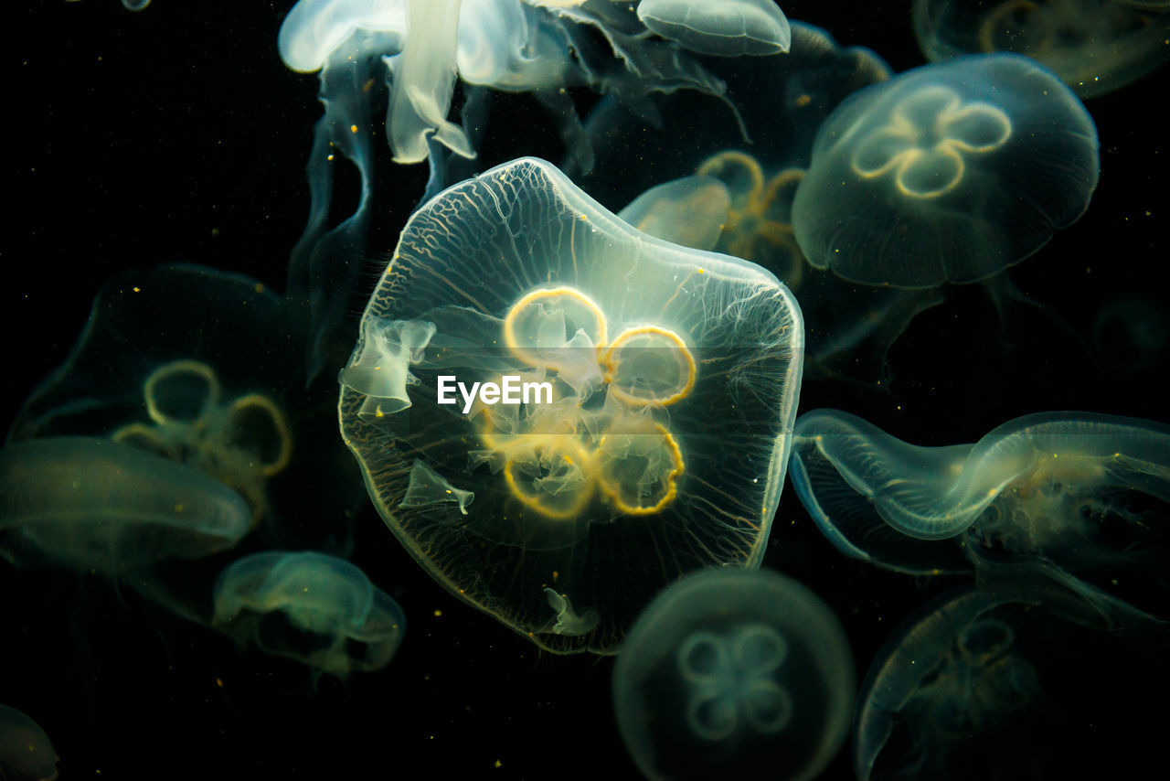 Close-up of jellyfish against black background