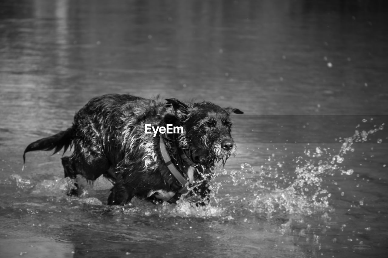 VIEW OF DOG IN WATER