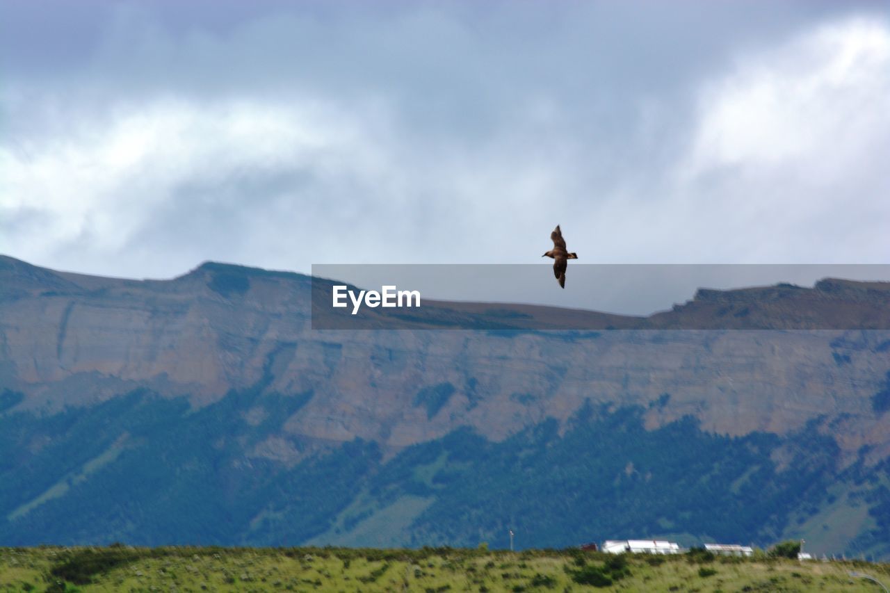 BIRD FLYING OVER MOUNTAINS AGAINST SKY