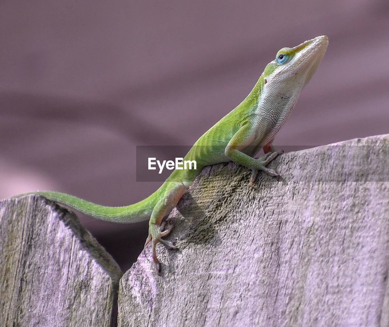 Close-up of lizard on wood