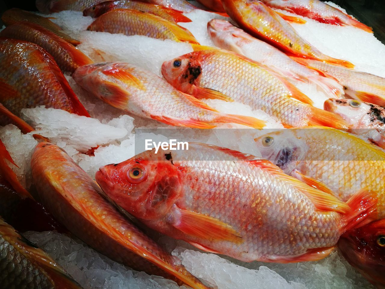 Close-up of fish on crushed ice