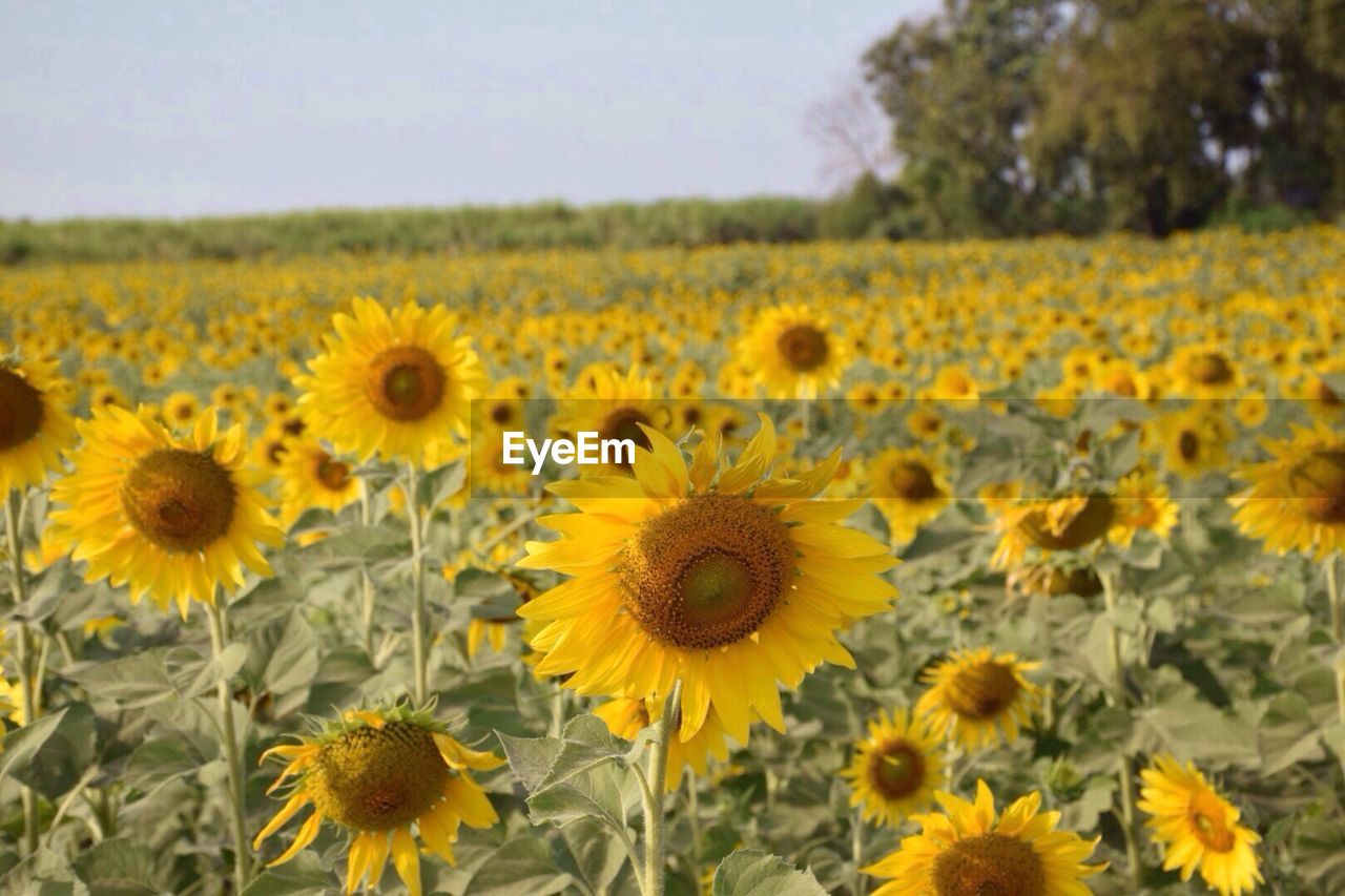 Sunflowers blooming on field