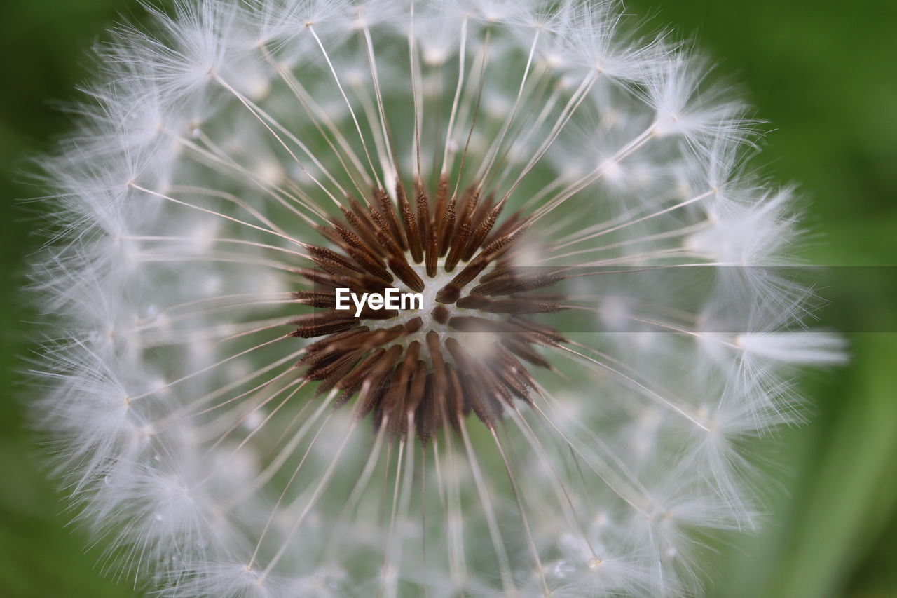 Close-up of dandelion on plant