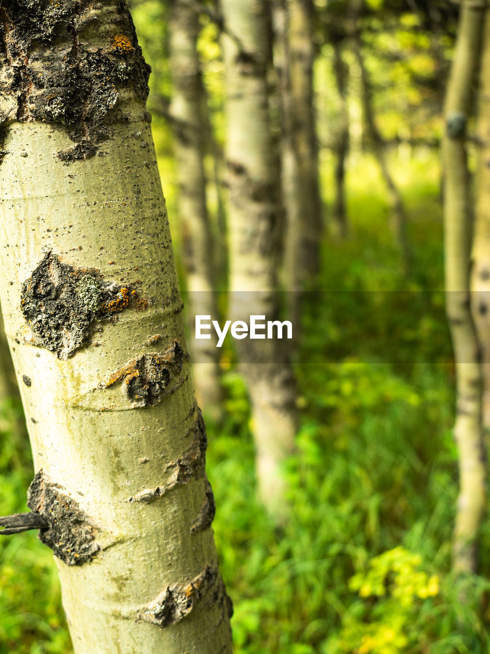 CLOSE-UP OF TREE TRUNKS IN FOREST