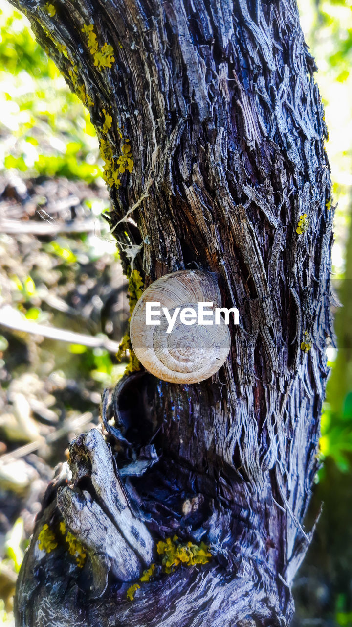 CLOSE UP OF SNAIL ON TREE TRUNK