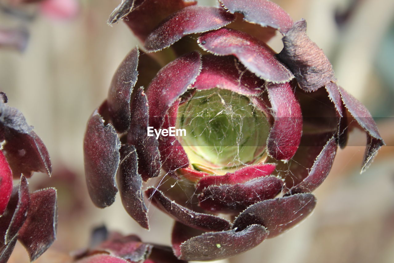 Close-up of spider web on bud