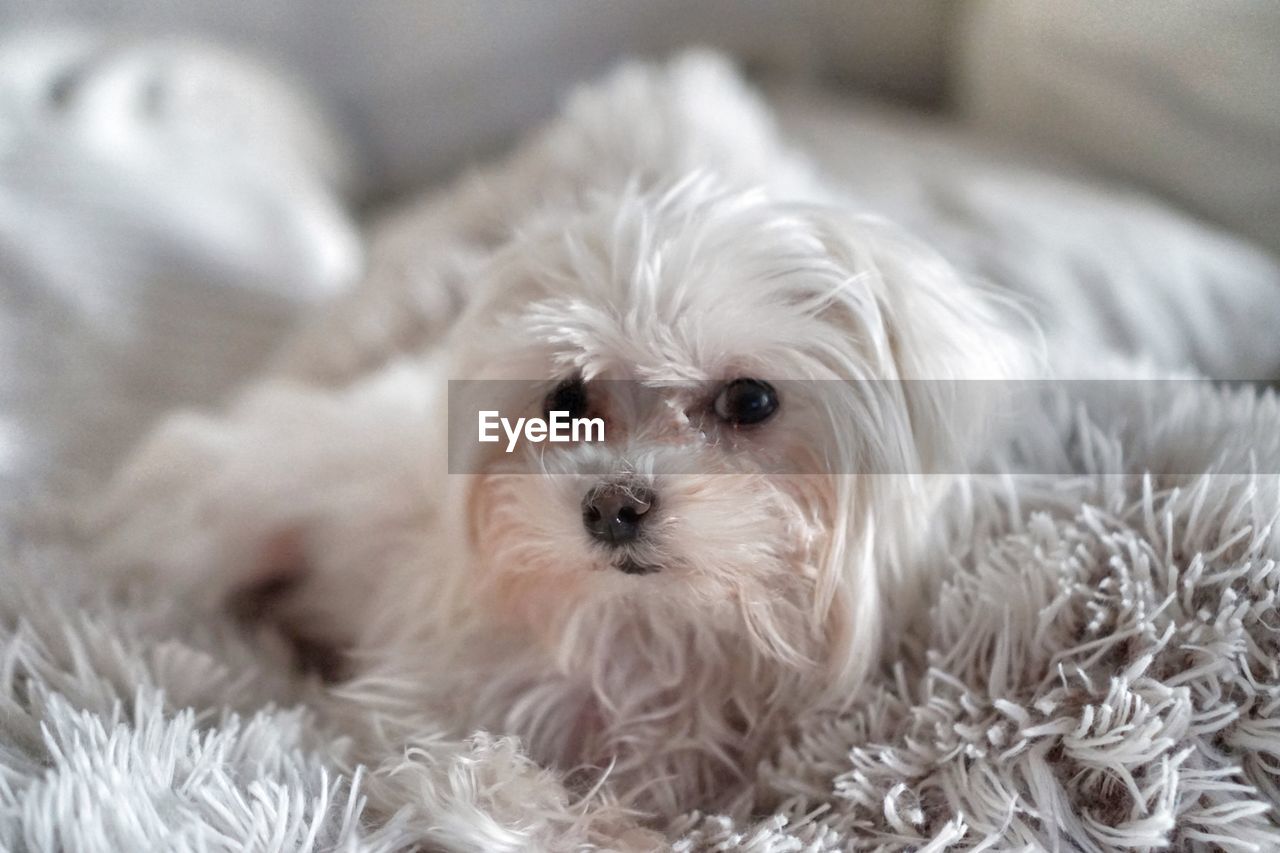 PORTRAIT OF DOG WITH WHITE EYES