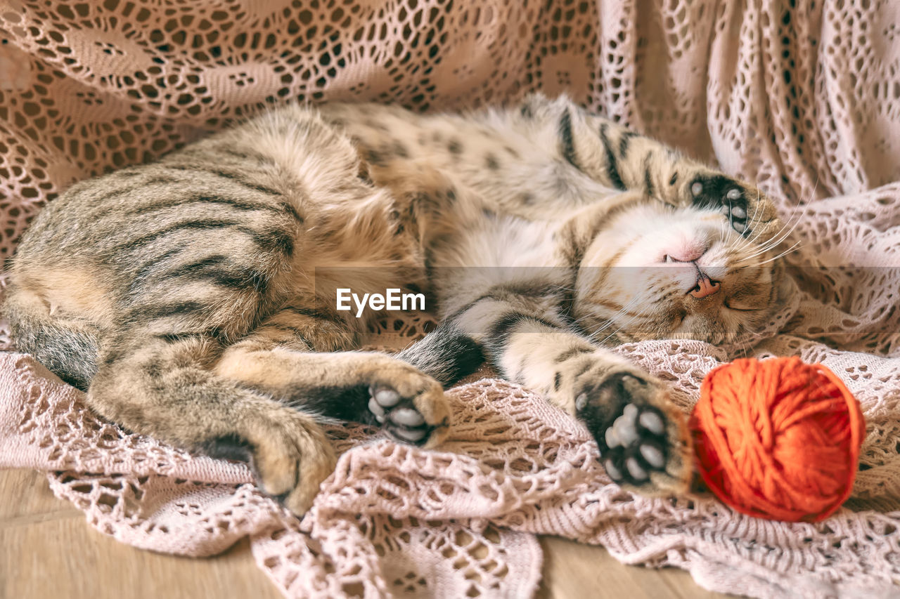 cat, animal, animal themes, mammal, pet, feline, domestic animals, domestic cat, relaxation, one animal, felidae, carnivore, indoors, sleeping, kitten, no people, small to medium-sized cats, lying down, fur, resting, high angle view, furniture, whiskers, eyes closed, nap, pattern