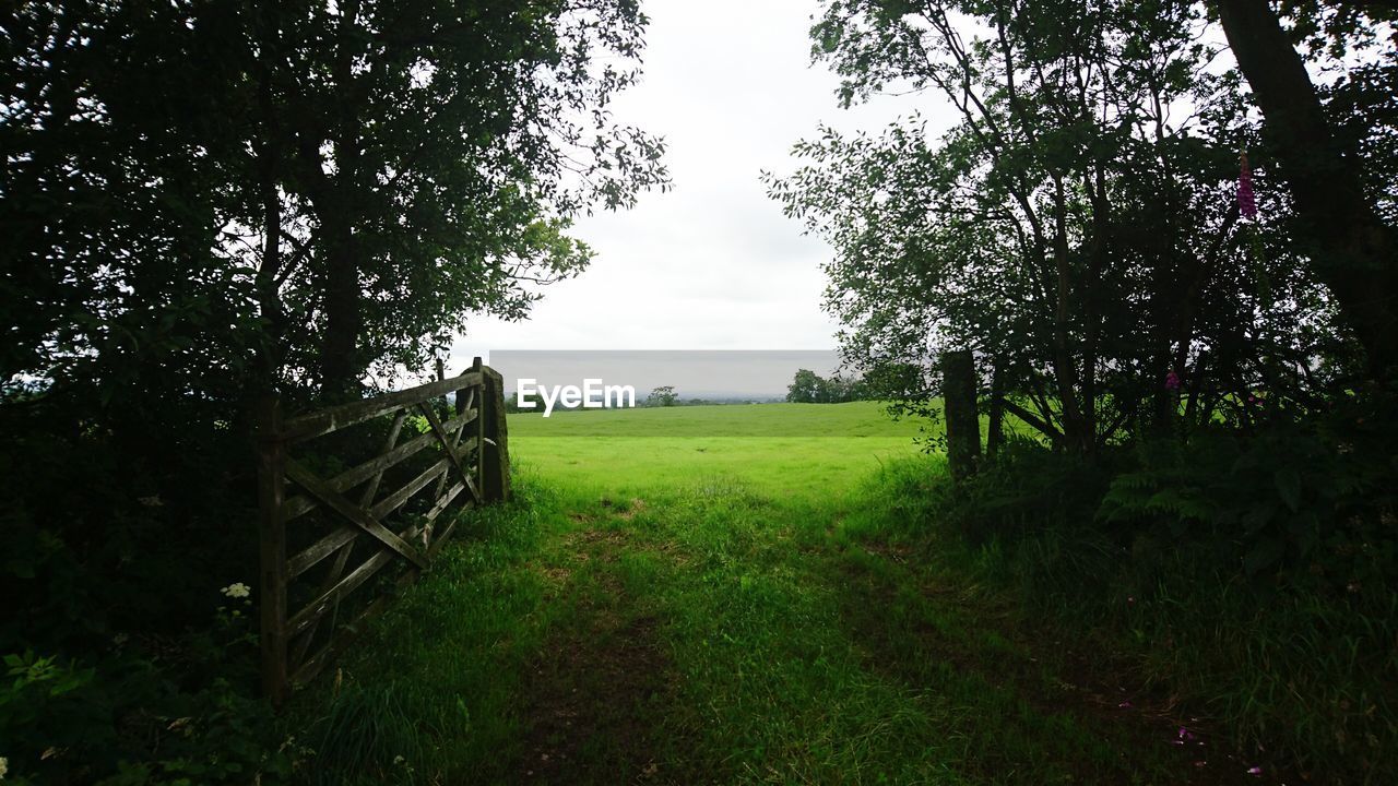 TREES ON GRASSY FIELD AGAINST SKY