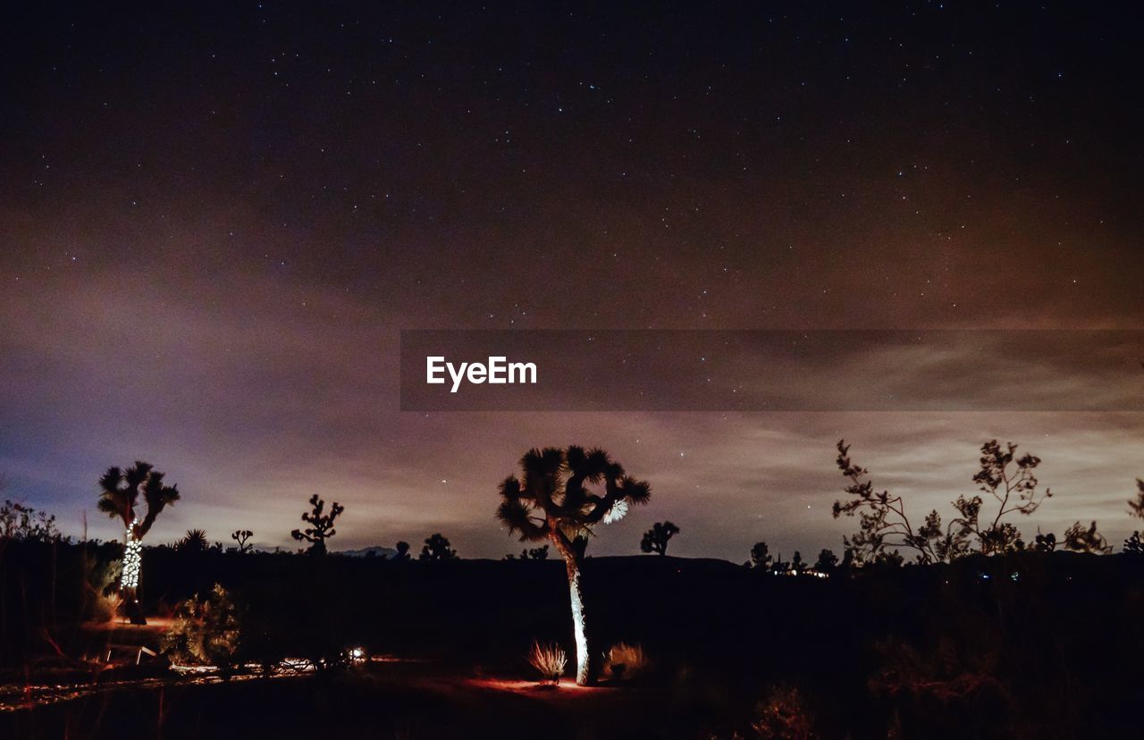 Silhouette trees against sky at night