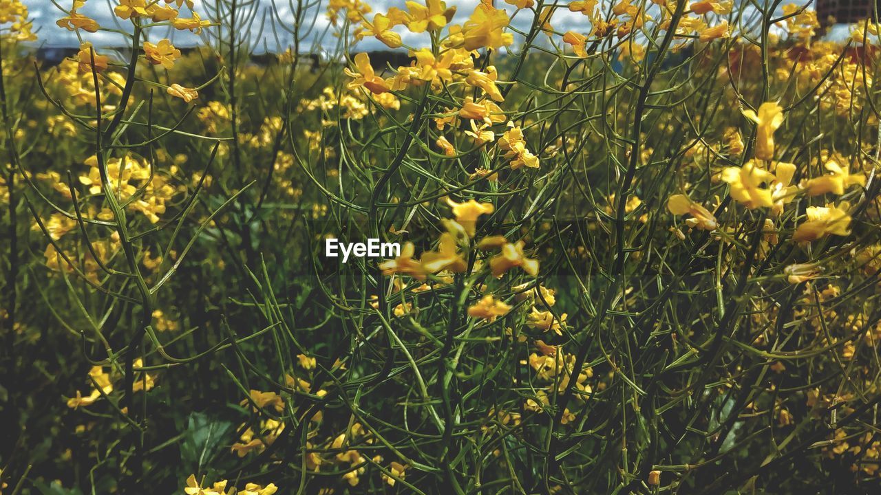 CLOSE-UP OF YELLOW FLOWERS ON FIELD