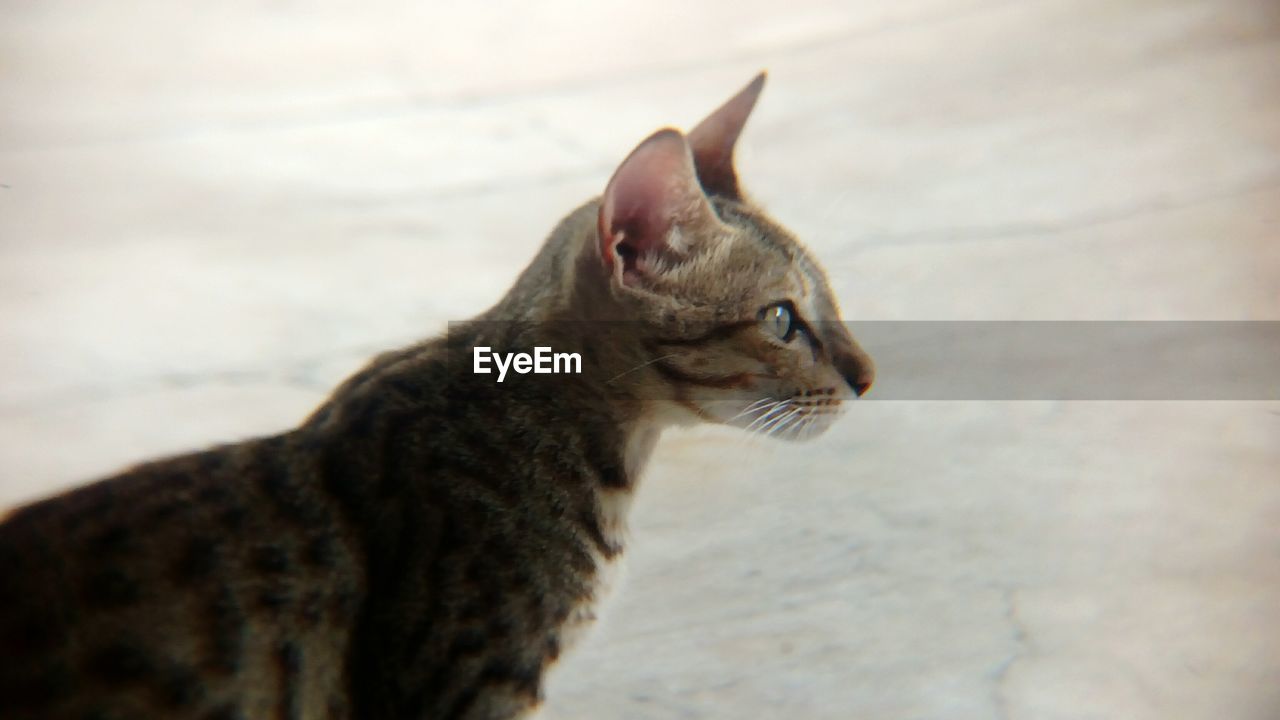 CLOSE-UP OF CAT SITTING ON FLOOR