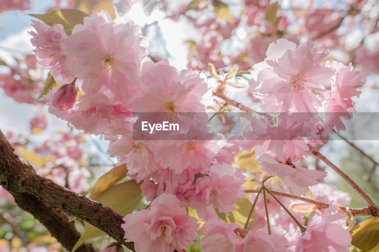 CLOSE-UP OF PINK FLOWERS ON BRANCH