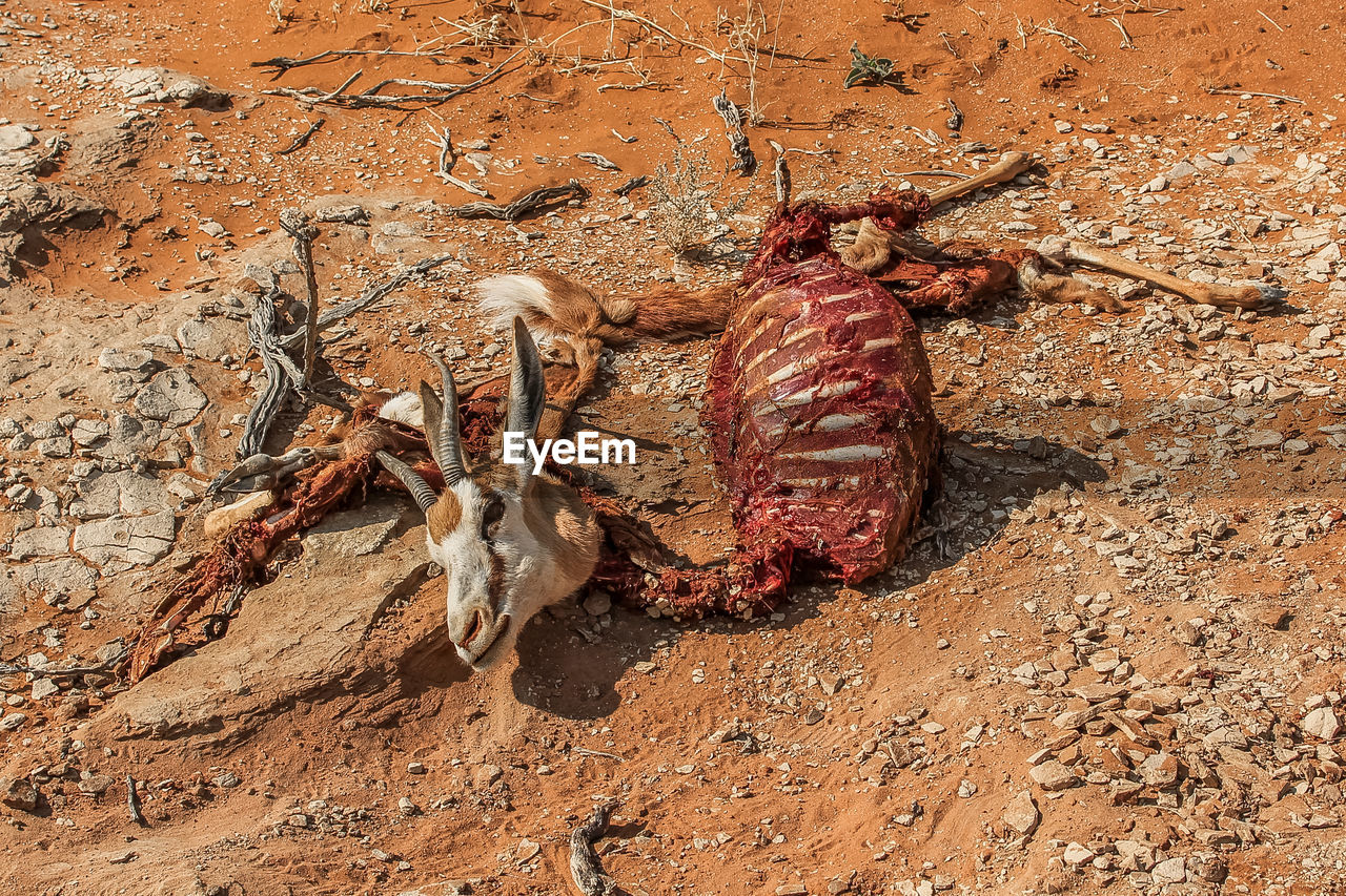 Close-up of animal skull on sand