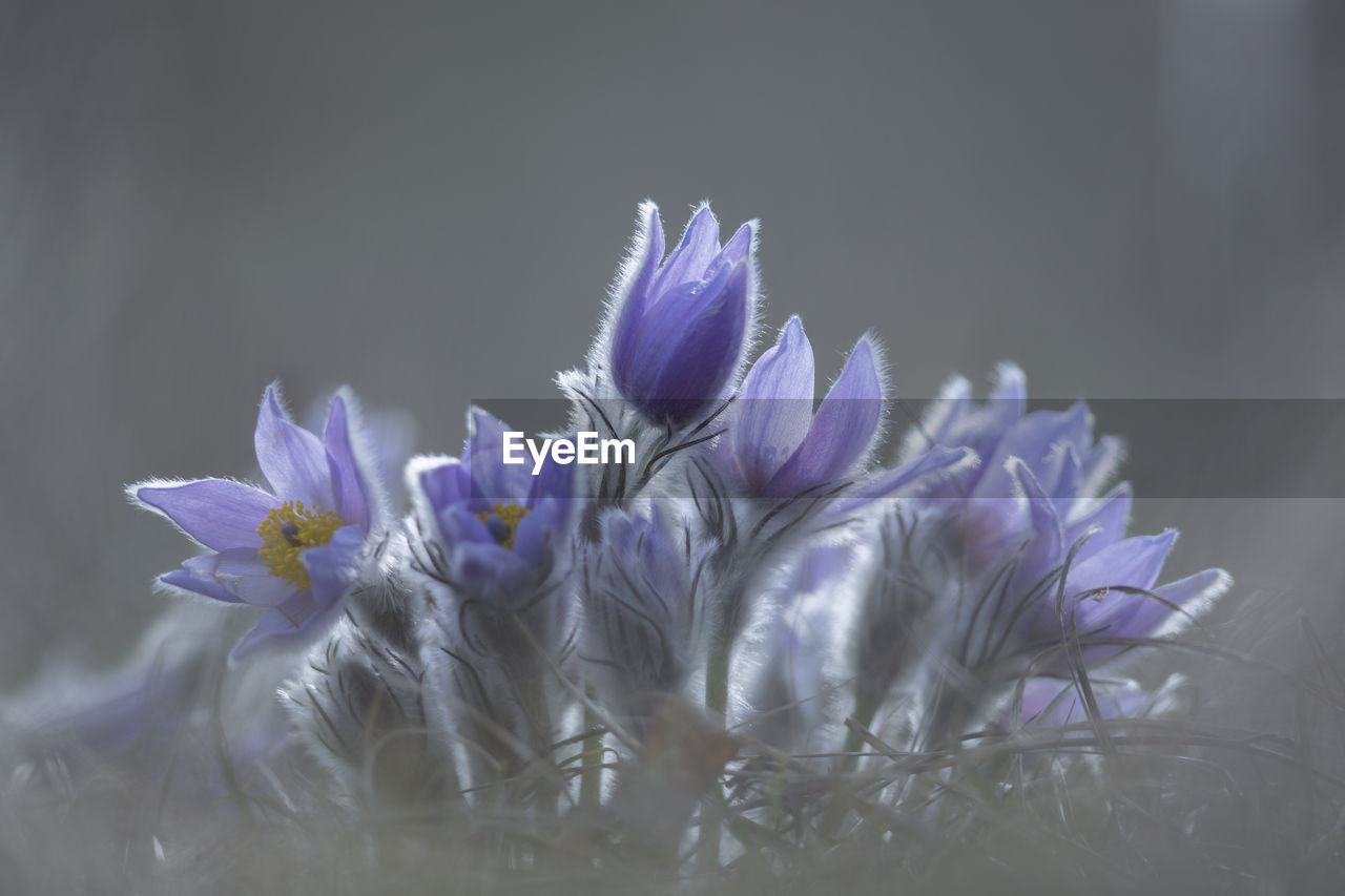 Close-up of purple crocus flowers