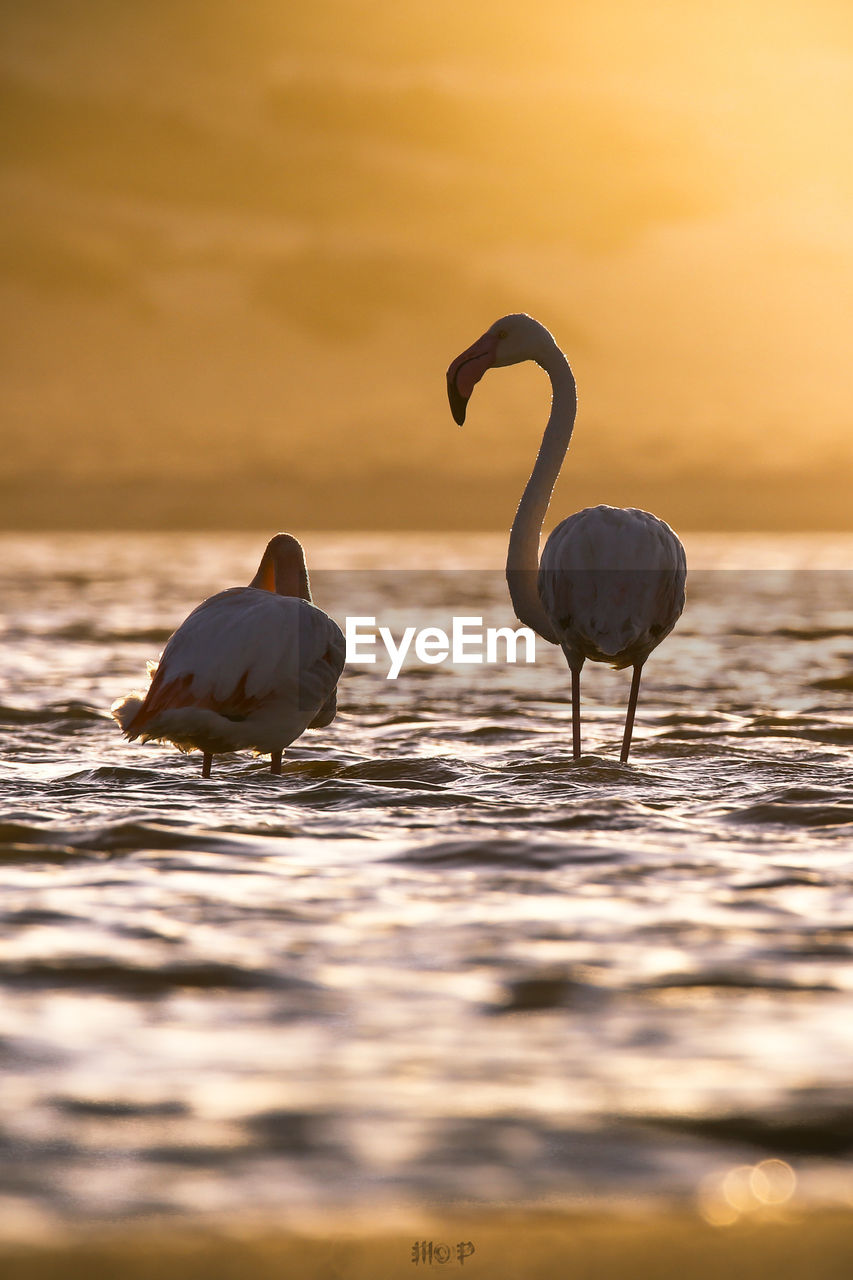 Pink flamingos