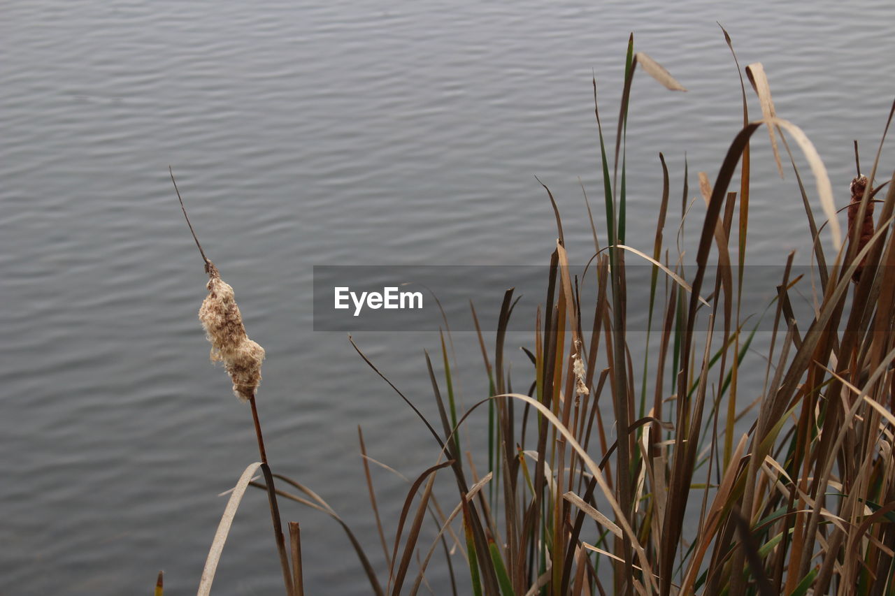 BIRD IN LAKE