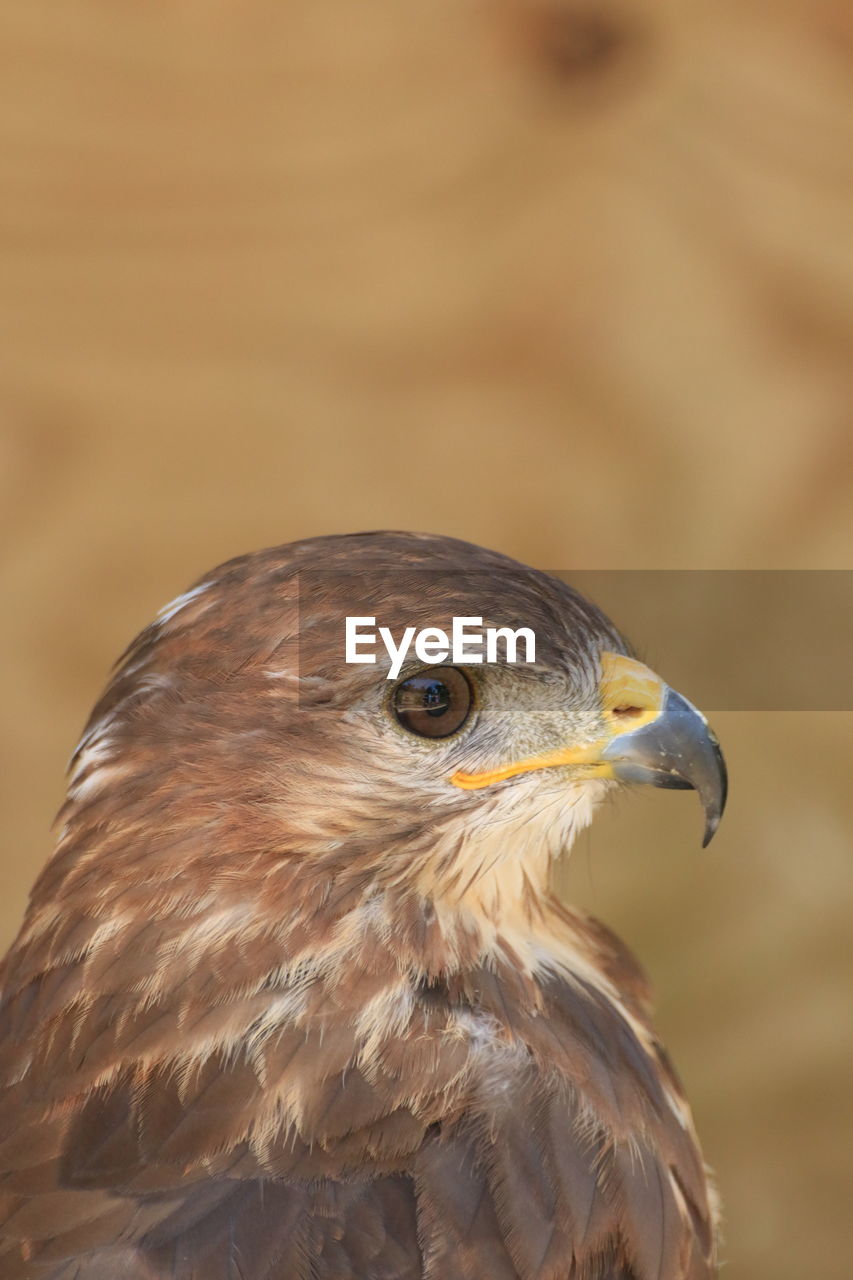 Red-backed hawk profile