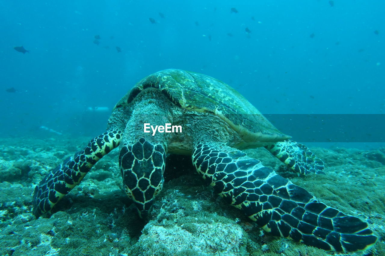 CLOSE-UP OF TURTLE UNDERWATER