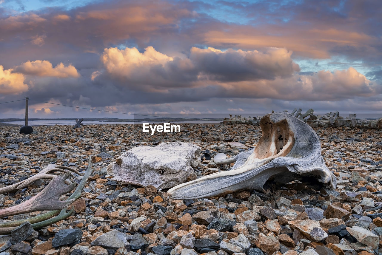 Close-up of whale skeleton on stones at beach against cloudy sky during sunset