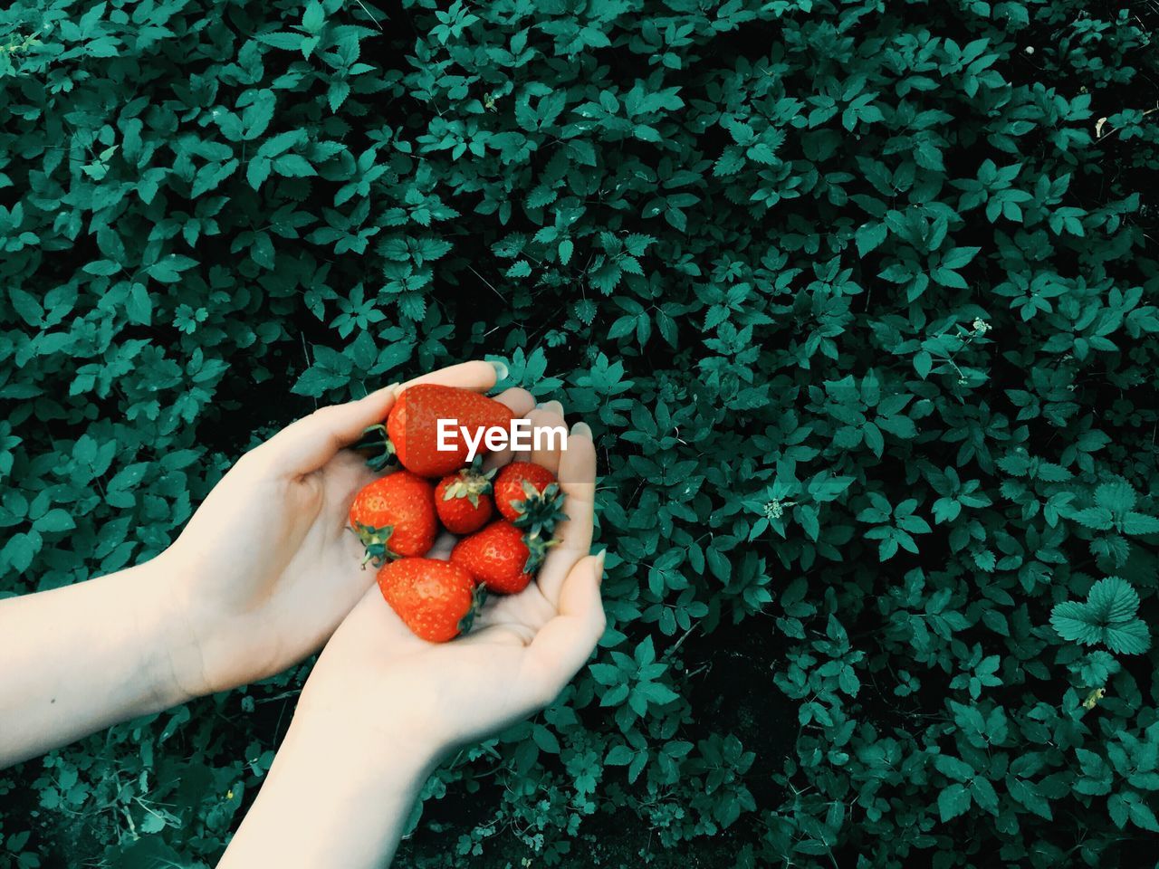 Close-up of hand holding strawberry