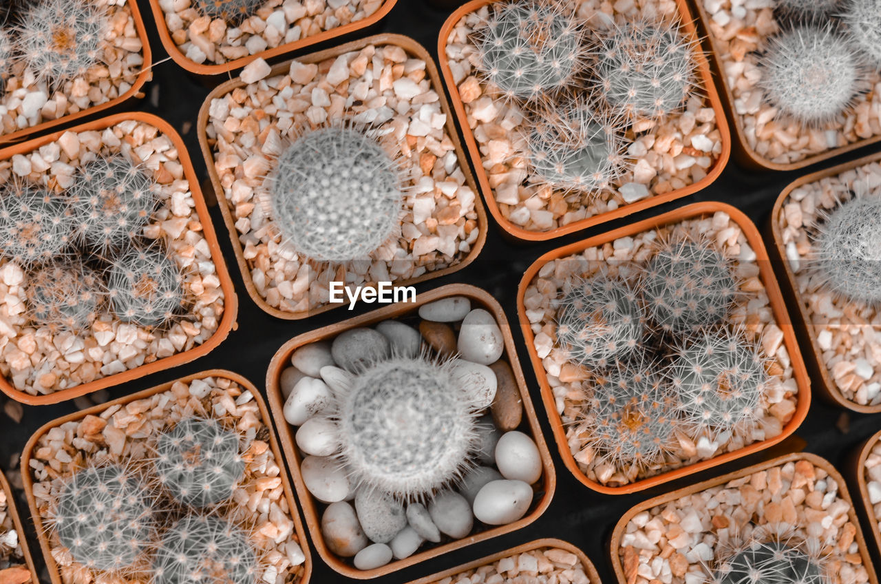 HIGH ANGLE VIEW OF SHELLS ON METAL