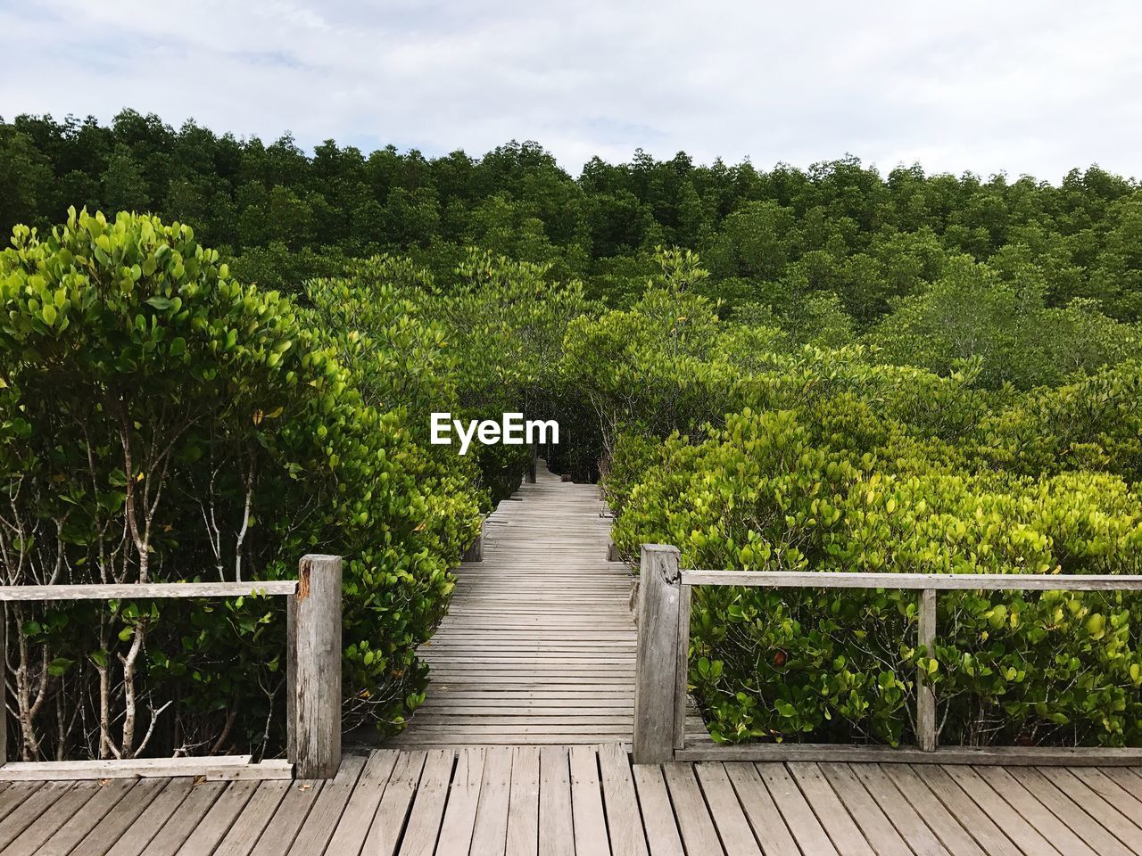 Trees by plants against sky