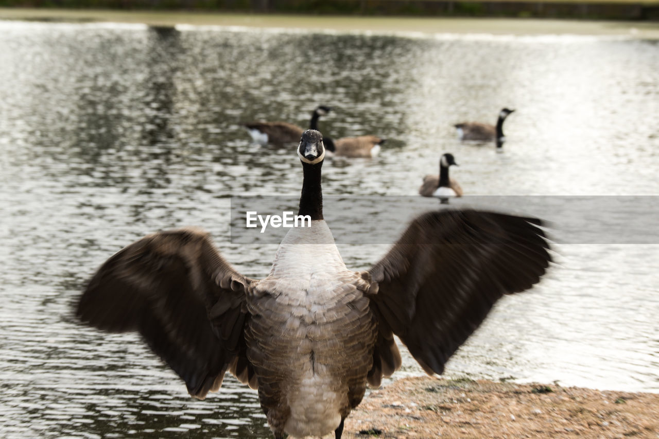 Duck with spread wings against river